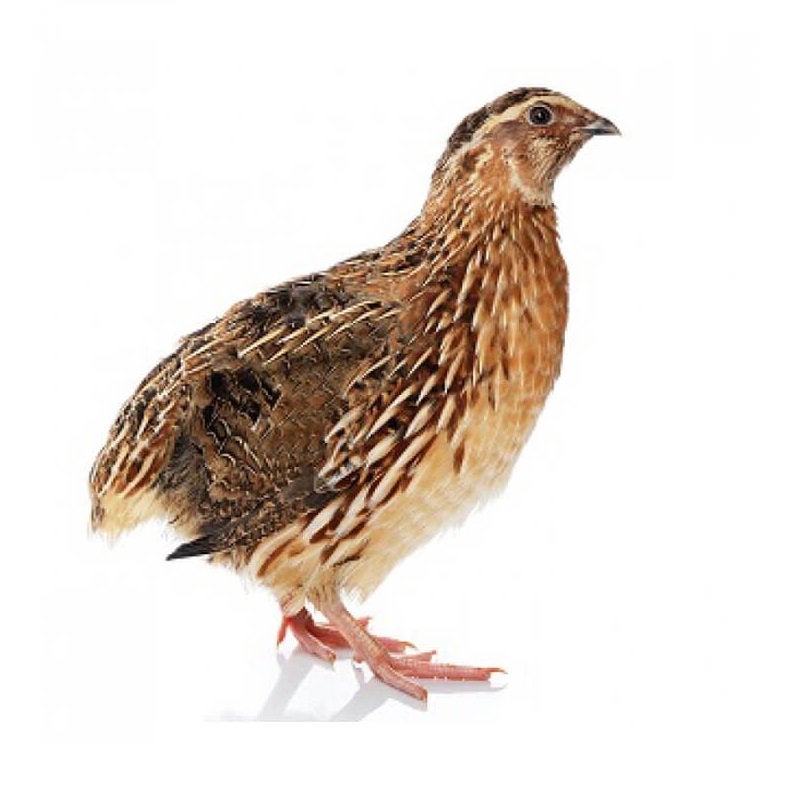 Japanse kwartels hennen, Dieren en Toebehoren, Vogels | Kanaries, Vrouwelijk, Kleurkanarie