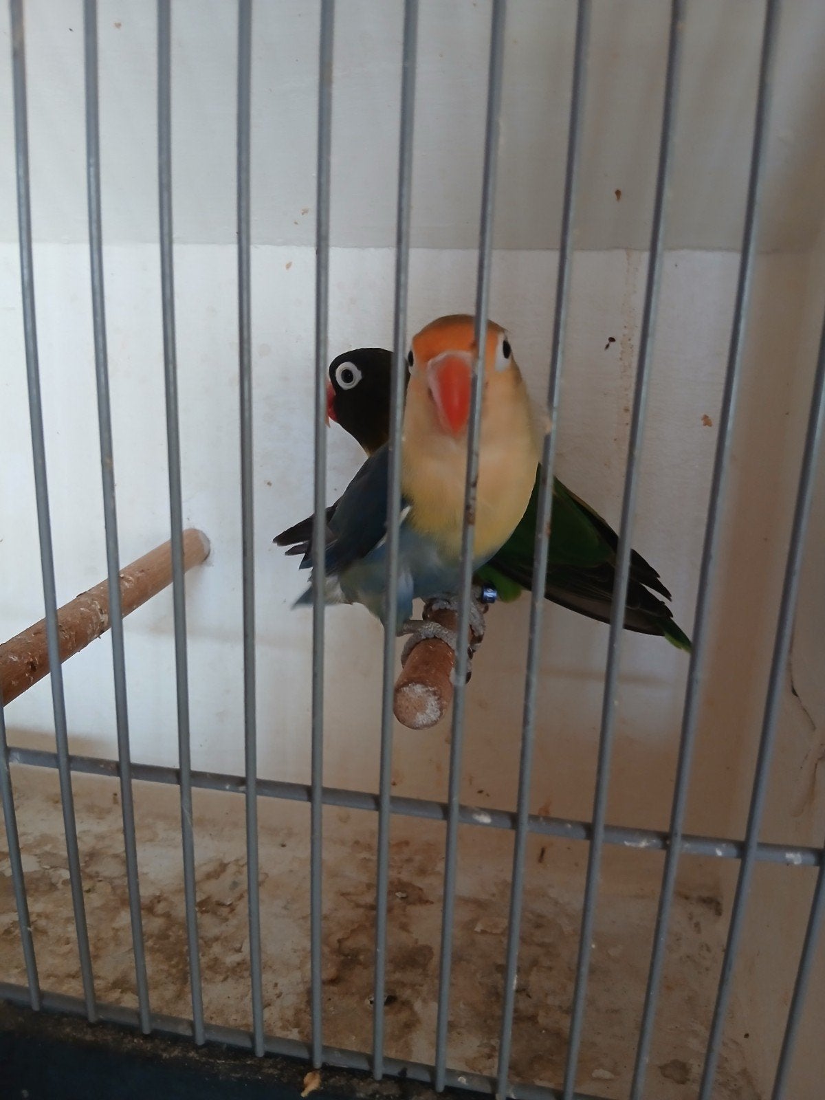 heel mooi dwergpapegaai koppel, Dieren en Toebehoren, Meerdere dieren, Dwergpapegaai of Agapornis, Geringd