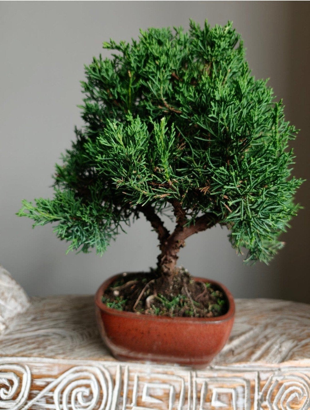 Juniperus Chinensis Kyushu Bonsai, Tuin en Terras, Bloeit niet, Halfschaduw, Minder dan 100 cm, Overige soorten