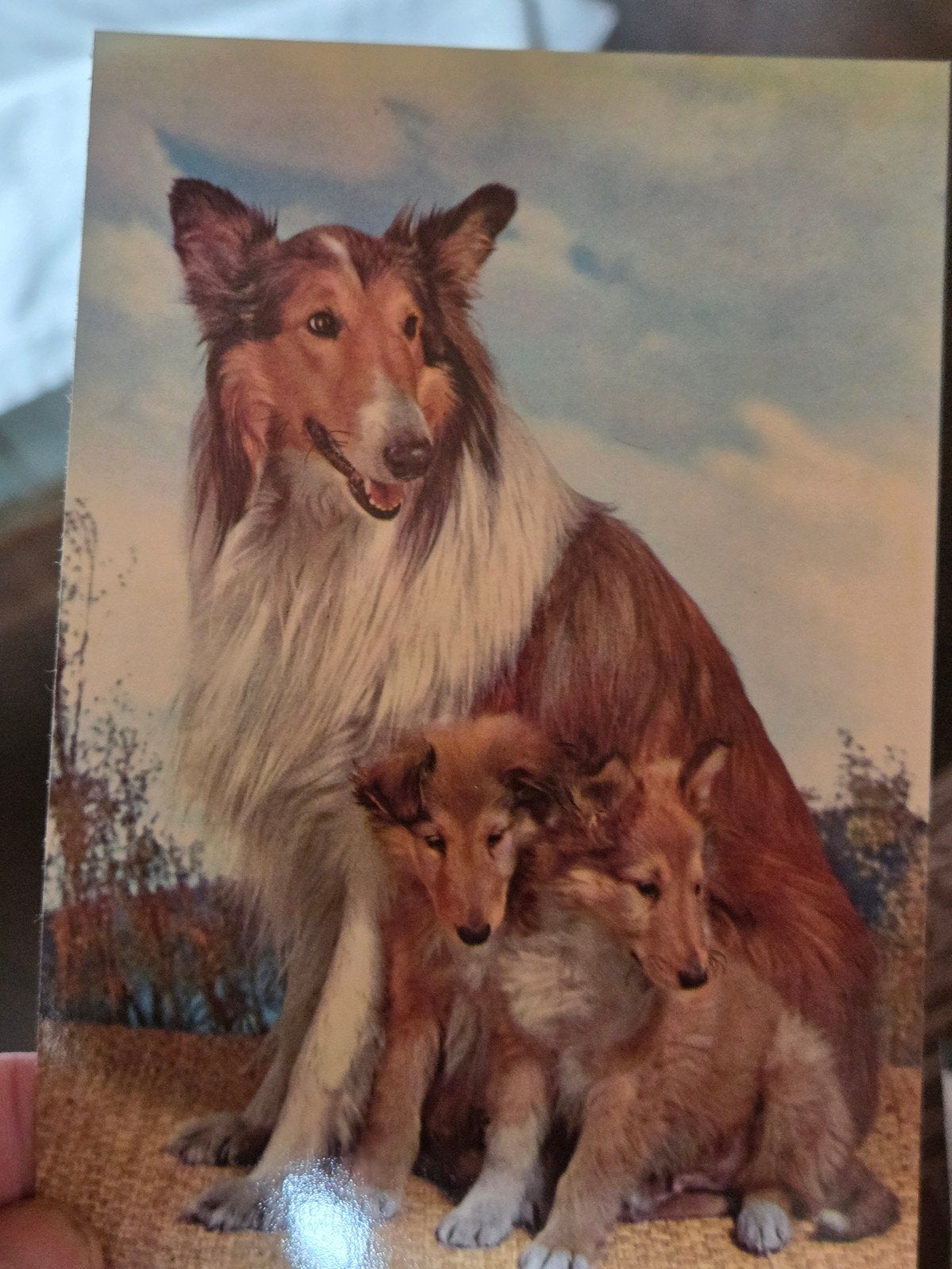 Vintage Collie Hond en Puppy's Ansichtkaart, Ophalen of Verzenden, 1960 tot 1980, Ongelopen, Hond of Kat