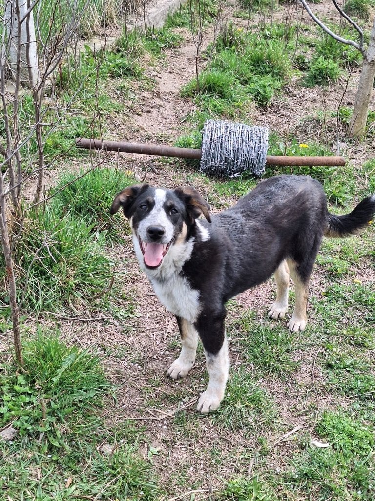 Lieve bordercollie mix reu 8 maanden oud, Dieren en Toebehoren, Honden | Herdershonden en Veedrijvers, Particulier, Rabiës (hondsdolheid)