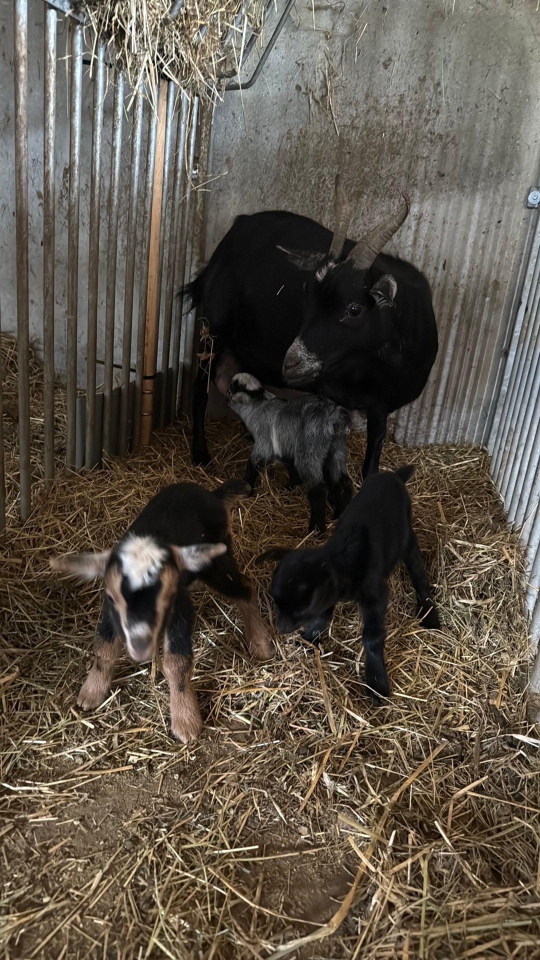 Dwerggeit met haar 3 lammeren, Dieren en Toebehoren, Schapen, Geiten en Varkens, Vrouwelijk, Geit