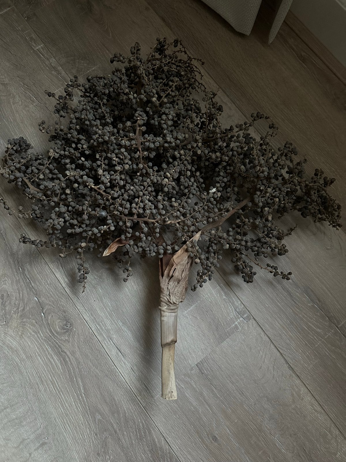Decoratieve gedroogde palm bloemtros tak, Ophalen, Gebruikt