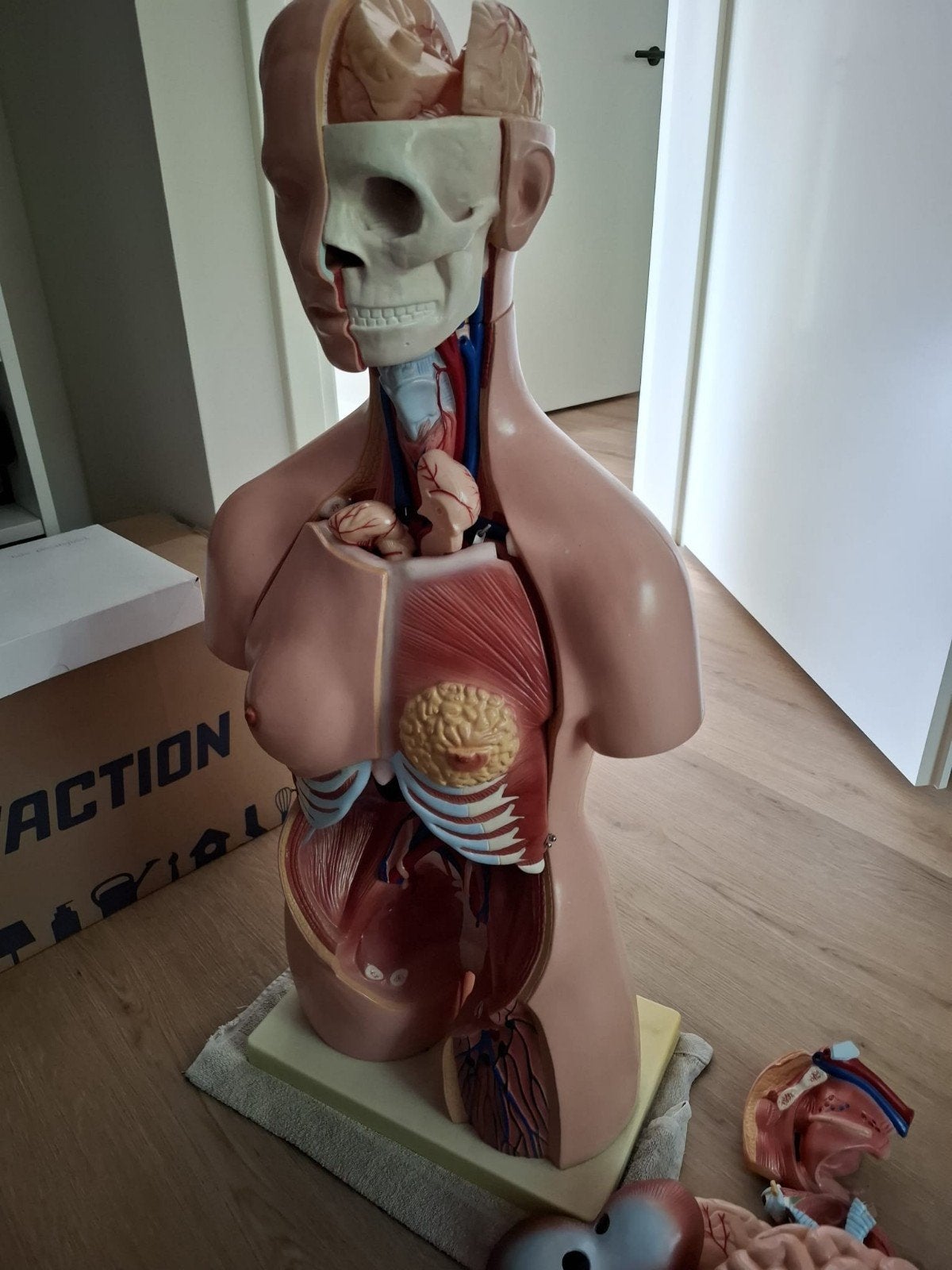 Compleet!Groot anatomisch torso model menselijk lichaam, Ophalen, Gebruikt