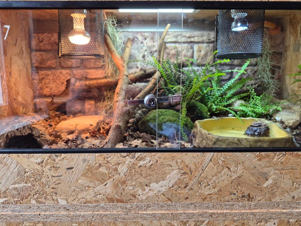OSB3 terrarium inclusief bioactive bodemcultuur., Dieren en Toebehoren, Ophalen of Verzenden