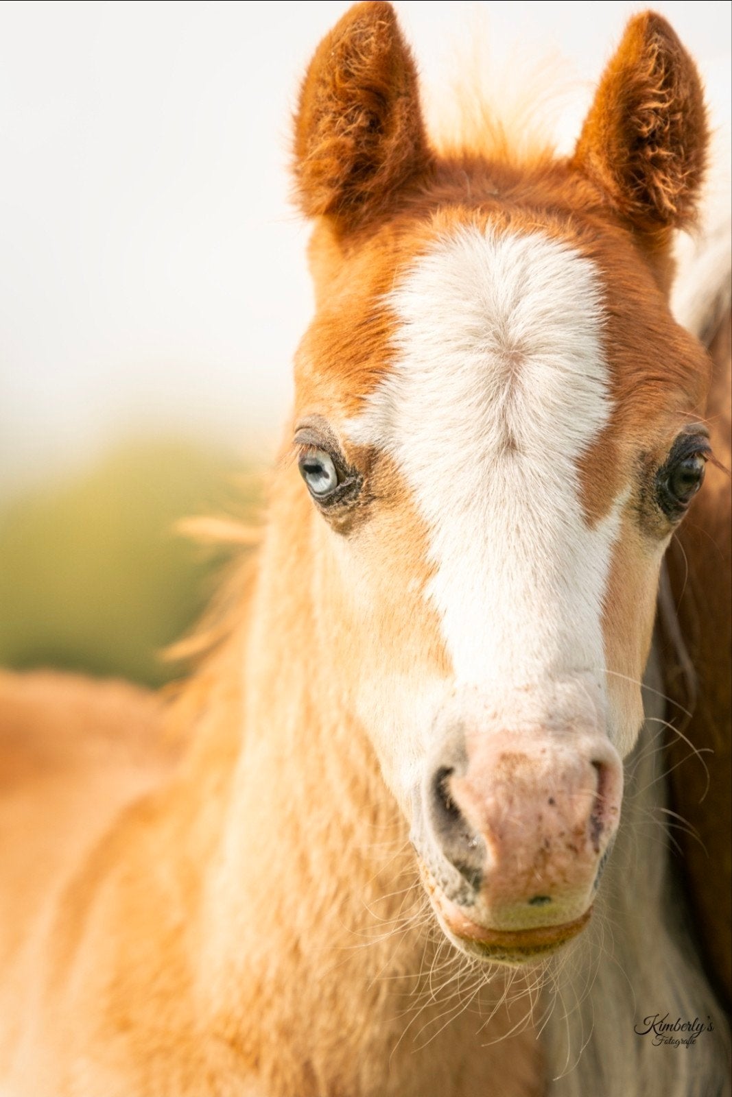 Lief en knap welsh a veulen, Dieren en Toebehoren, Met stamboom, Niet van toepassing, 0 tot 2 jaar, Hengst