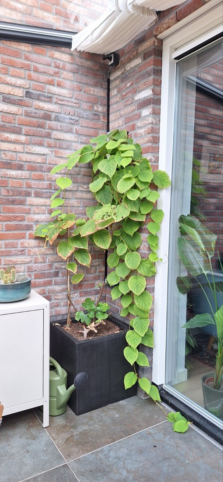 3 Plantenbakken met Vijg, Kiwi en Honingbes, Ophalen, Volle zon, Overige soorten, Minder dan 100 cm