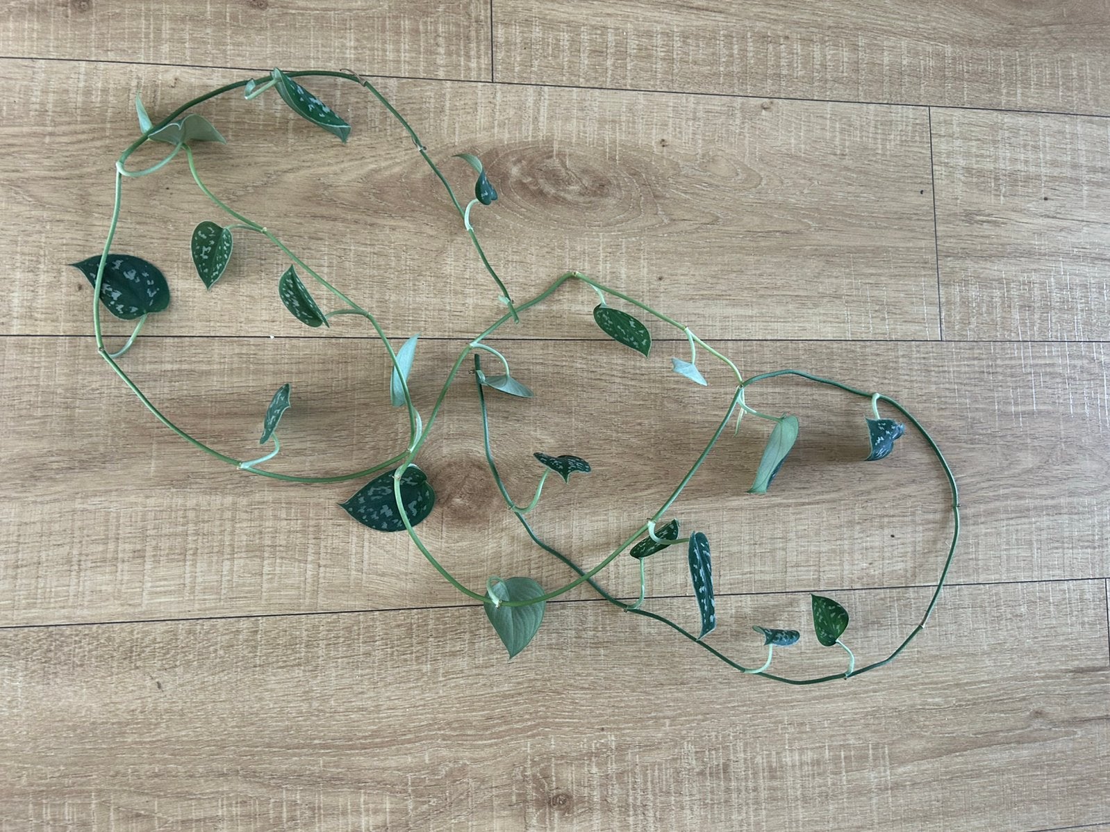 Scindapsus pictus silvery ann - stekjes, Ophalen, Halfschaduw, Minder dan 100 cm
