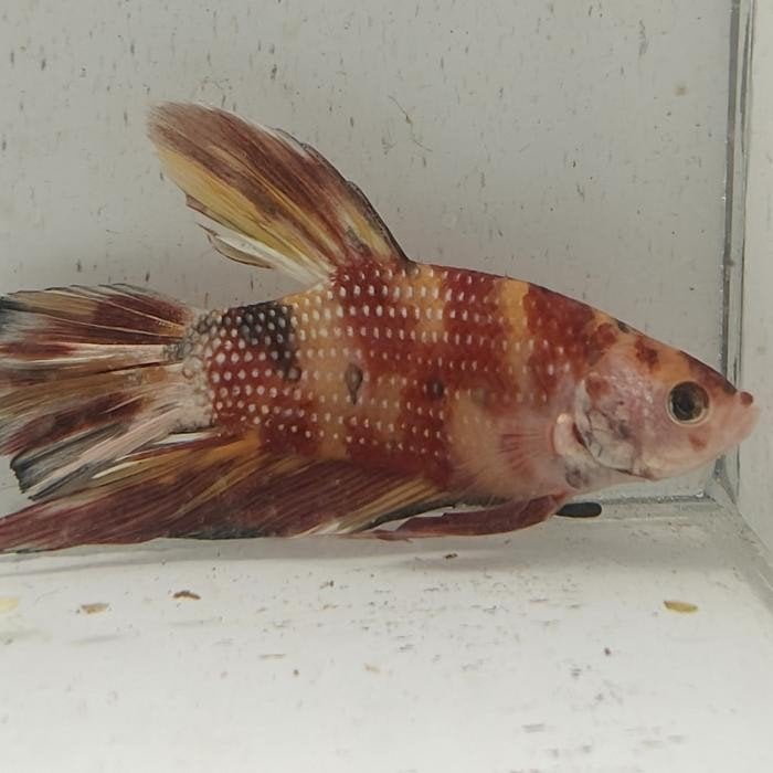 Betta splendens man 56, Vis