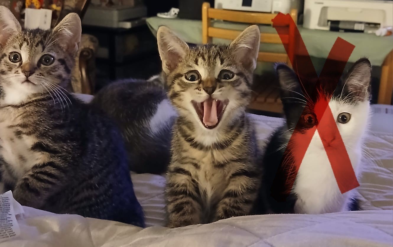 Mooie/lieve kittens inmidd 9wkn (Gechecked,ingeënt & gechipp, Dieren en Toebehoren, Meerdere dieren, Kortharig, 0 tot 2 jaar