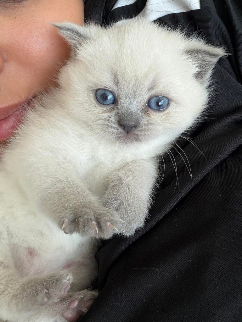 Britse korthaar kittens, Geslacht onbekend, Ontwormd