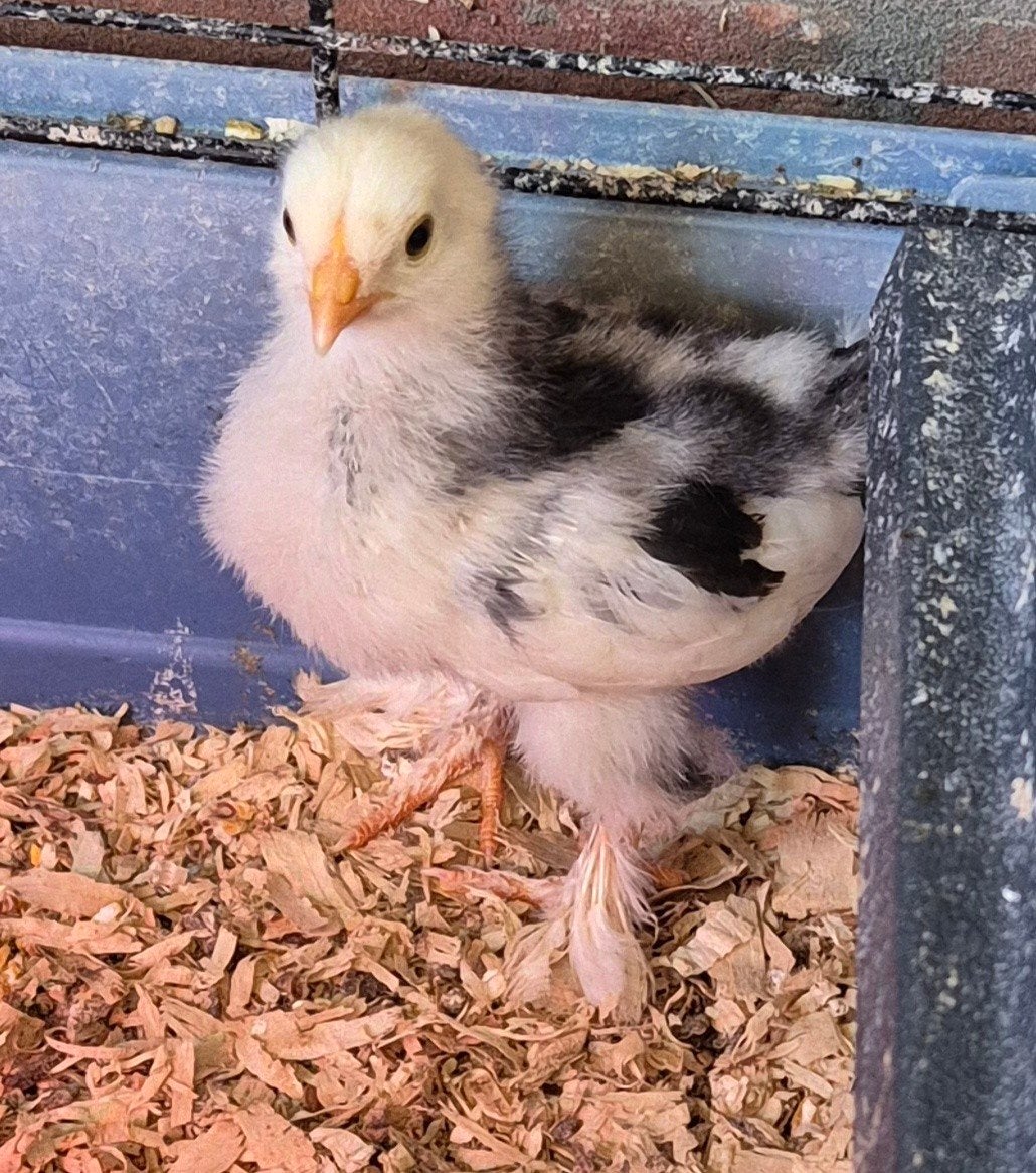 Brahma kuikens, Dieren en Toebehoren, Pluimvee, Geslacht onbekend, Kip
