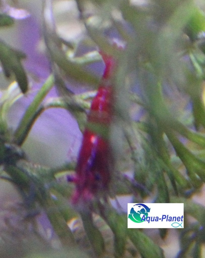 Neocaridina sp. (Garnalen Mix), Kreeft, Krab of Garnaal, Zoetwatervis