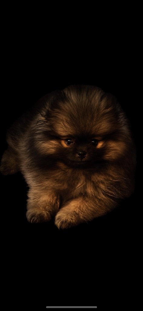 Pomeriaan pup reu, Dieren en Toebehoren, Honden | Poolhonden, Keeshonden en Oertypen, Keeshond, 15 weken tot 1 jaar, Reu, Eén hond