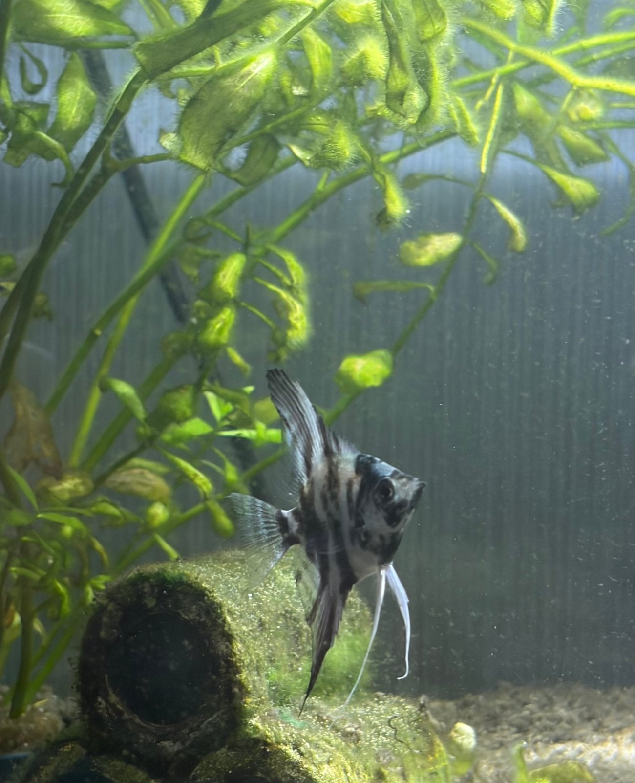 Te koop zebra maanvis, Ophalen, Nieuw