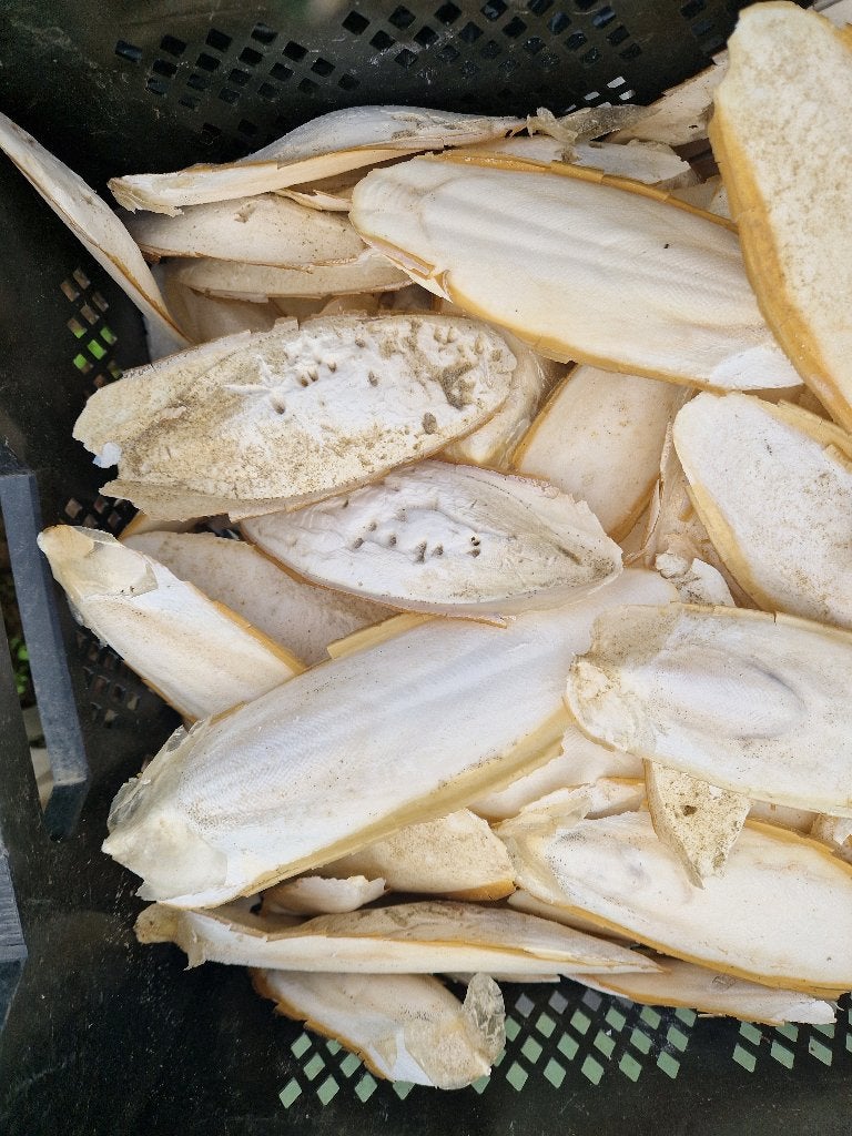 Sepia, zeekat, zeeschuim rugschild, Ophalen of Verzenden, Gebruikt, Eten en Drinken