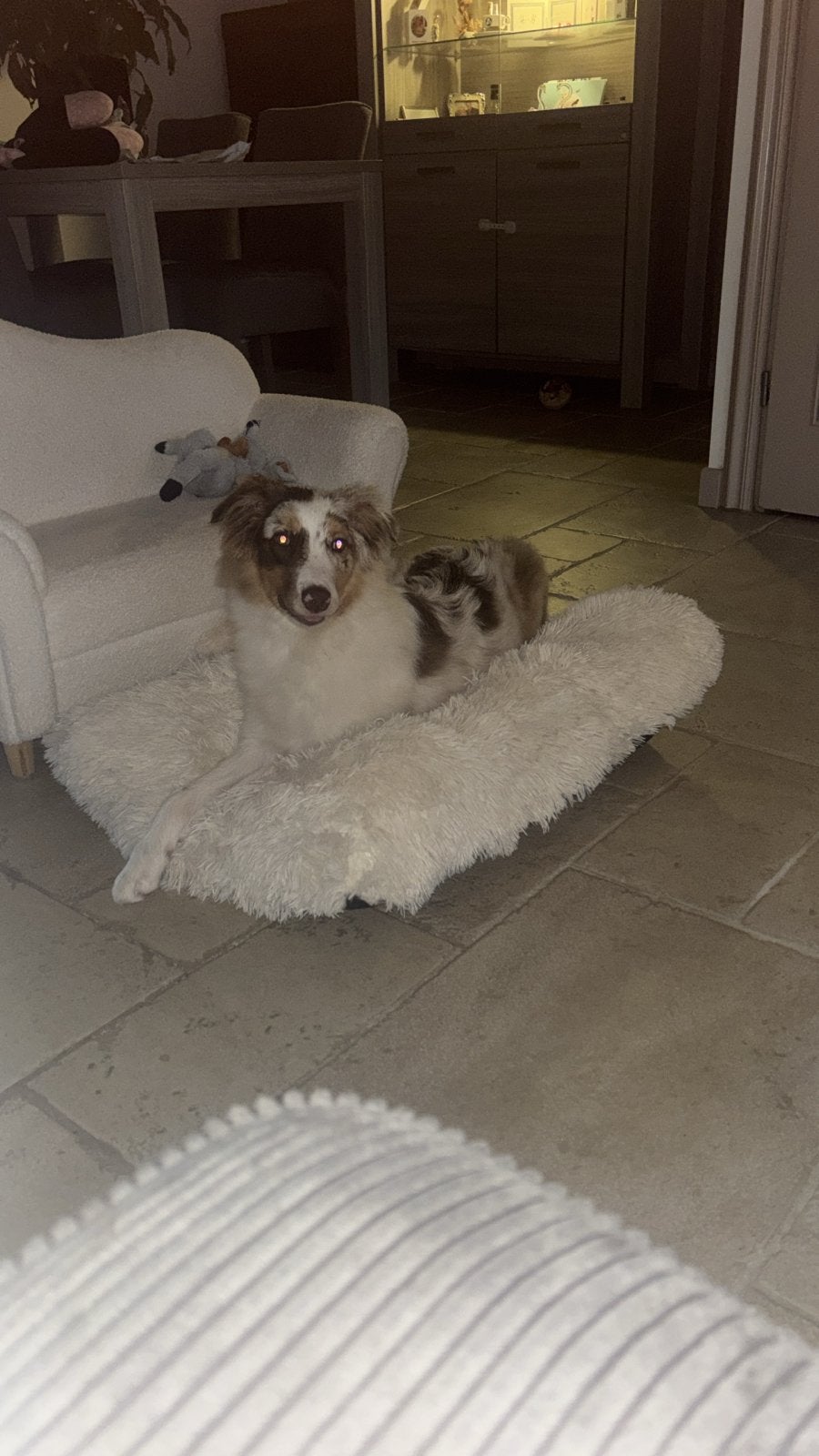 Australian sheperd 7 maanden, 15 weken tot 1 jaar, Teef, Eén hond, CDV (hondenziekte)