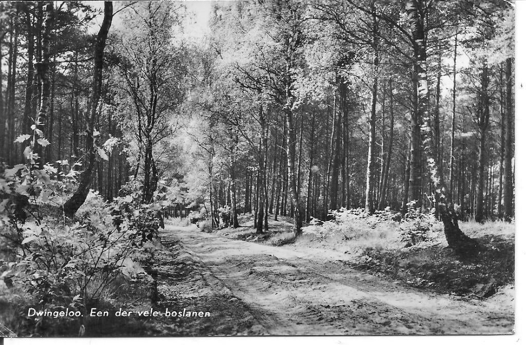 Dwingeloo Een der vele boslanen., Ophalen of Verzenden, 1960 tot 1980, Gelopen, Drenthe