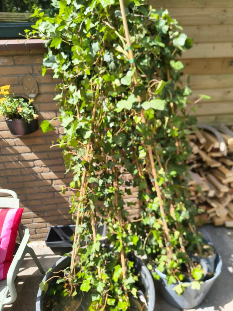 Hedera 180 cm hoog, Ophalen, Halfschaduw, Overige soorten, 100 tot 250 cm