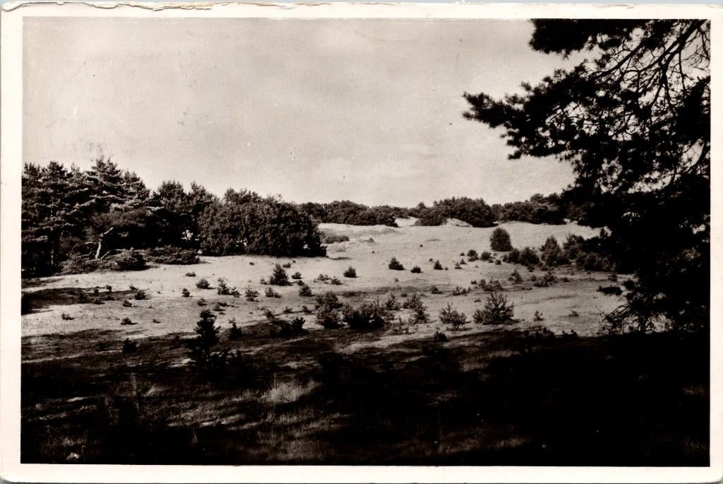 Hoenderloo - De Hoge Veluwe In 't Stuifzand (1951), Verzenden, 1940 tot 1960, Gelopen, Gelderland