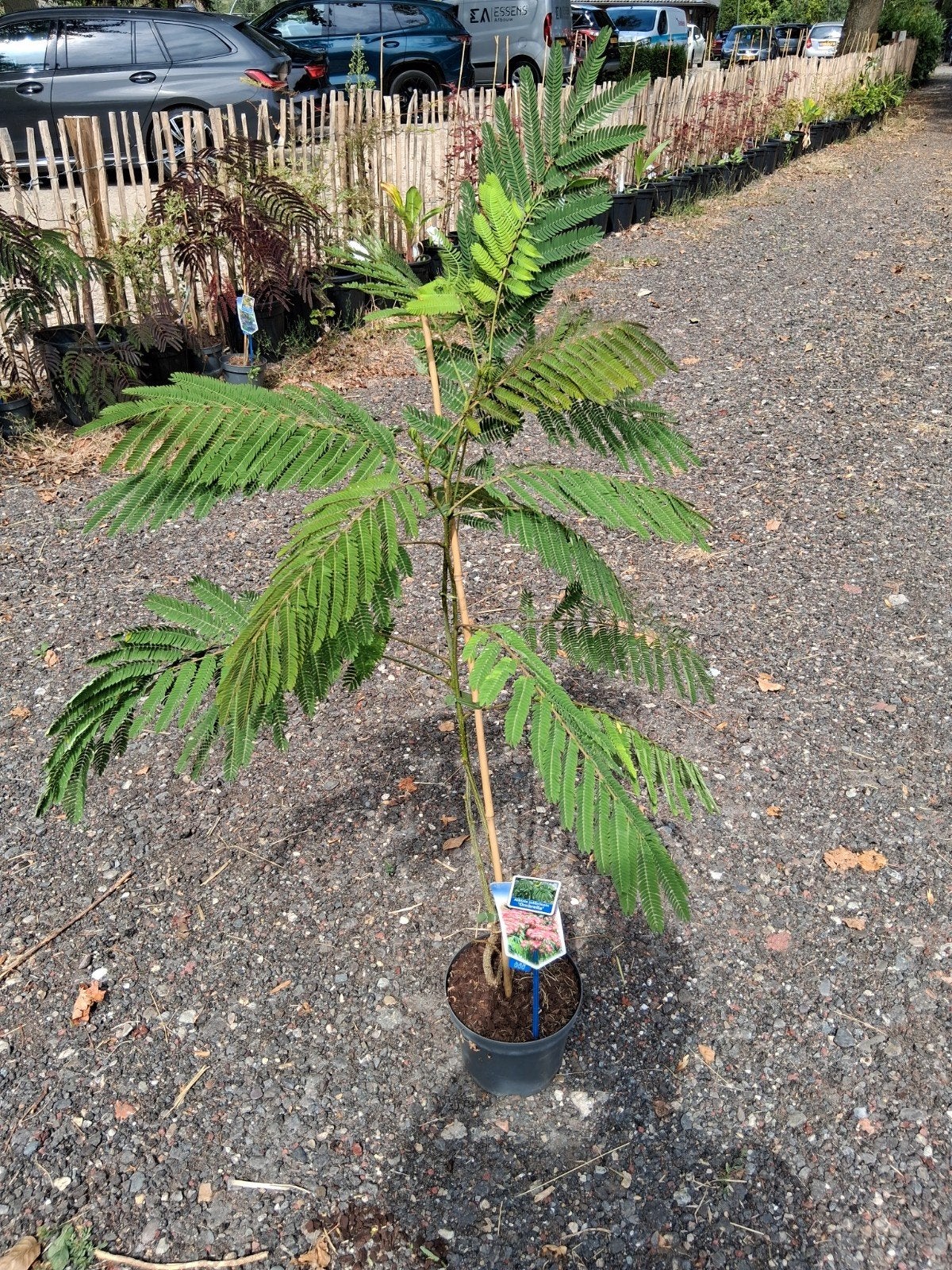 Albizia, Tuin en Terras, Planten | Bomen, Ophalen, Overige soorten