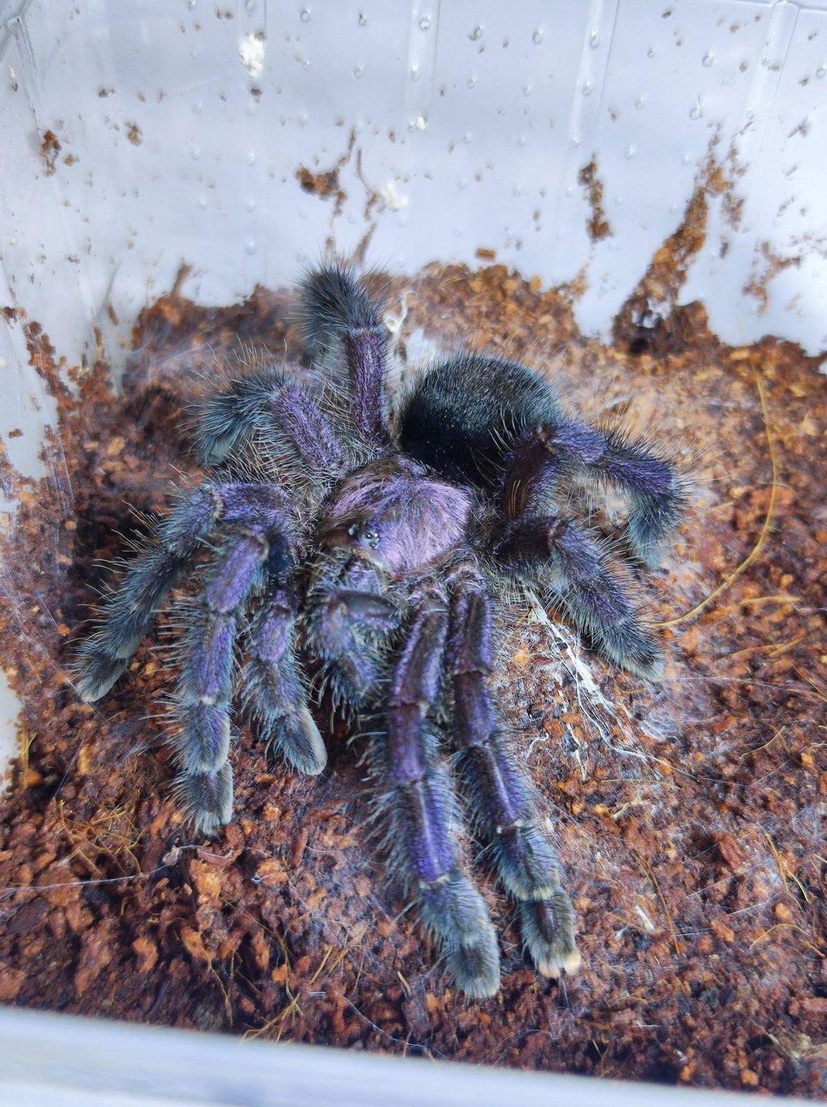 Avicularia Purpurea - Paarse boomspin - vogelspinnen, Dieren en Toebehoren, Spin of Schorpioen