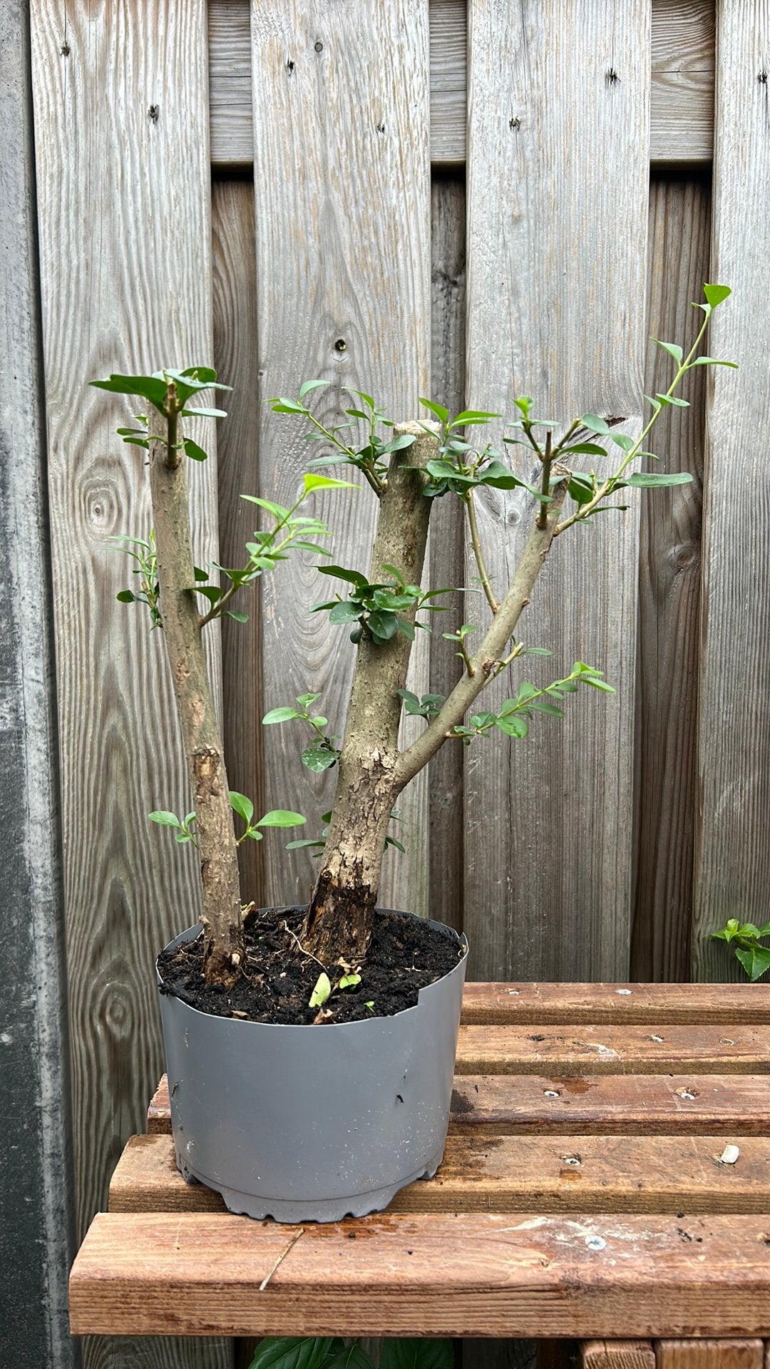 Pre Bonsai Liguster 20jr., Ophalen, Halfschaduw, Overige soorten, Minder dan 100 cm
