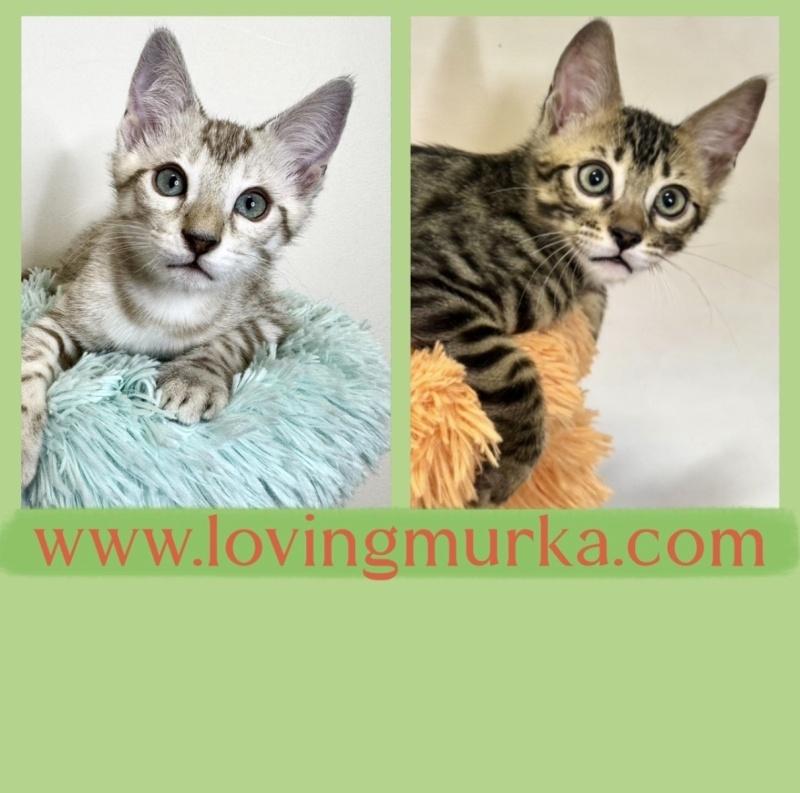 Hele lieve Bengaal kittens | geteste oudes, Dieren en Toebehoren, Meerdere dieren, Kortharig, 0 tot 2 jaar