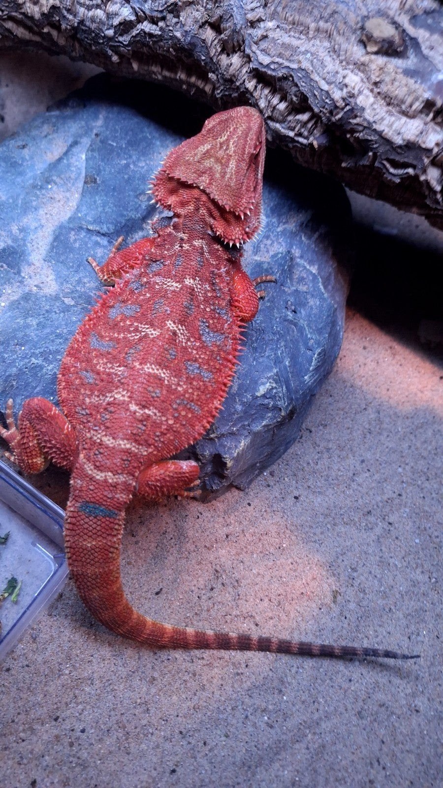 50% Red Monster Blue Tiger Baardagaam Man + 50% Korting, Hagedis, 0 tot 2 jaar