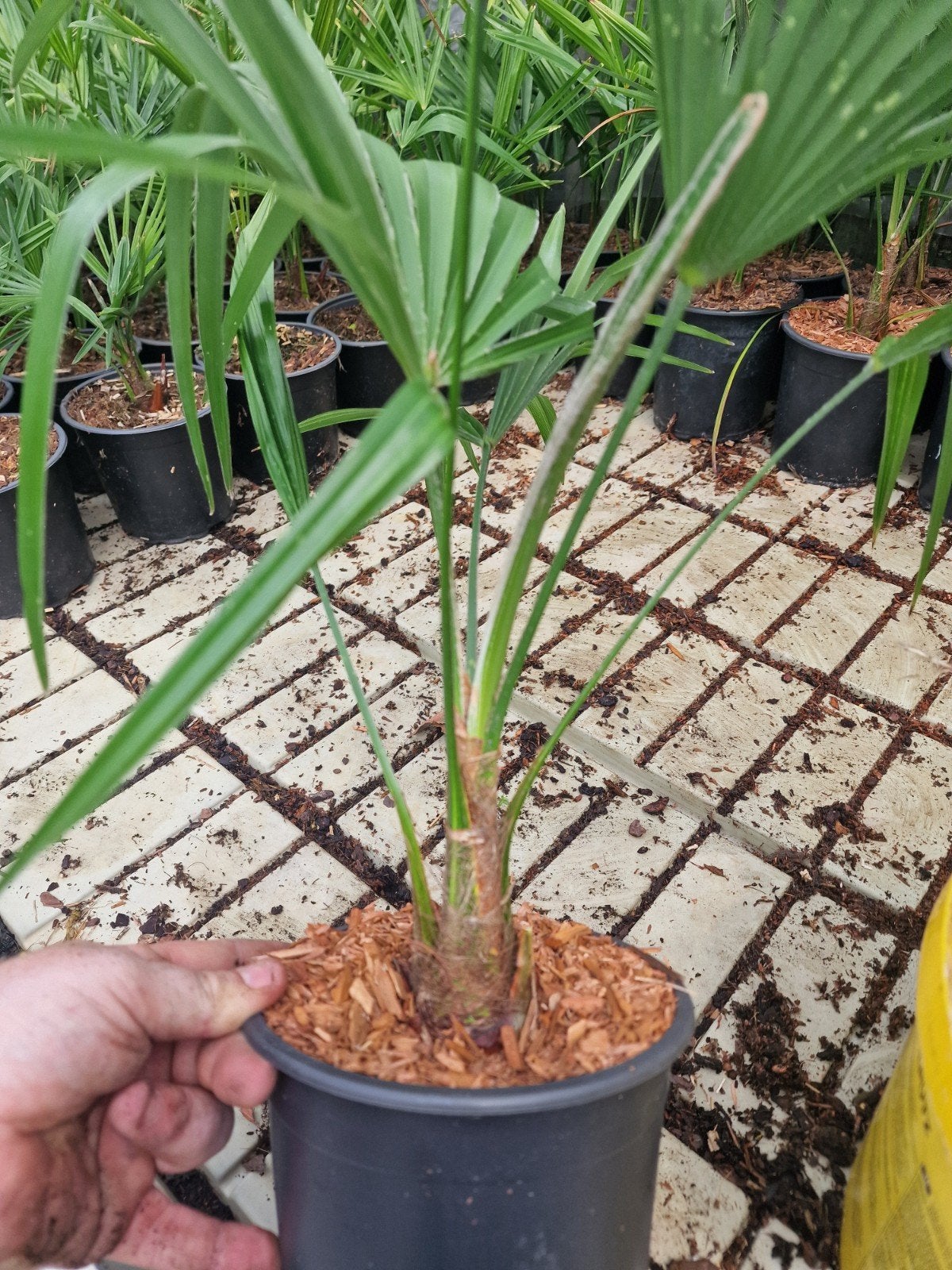 Trachycarpus princeps Newform x princeps, Ophalen of Verzenden, Overige soorten, Volle zon