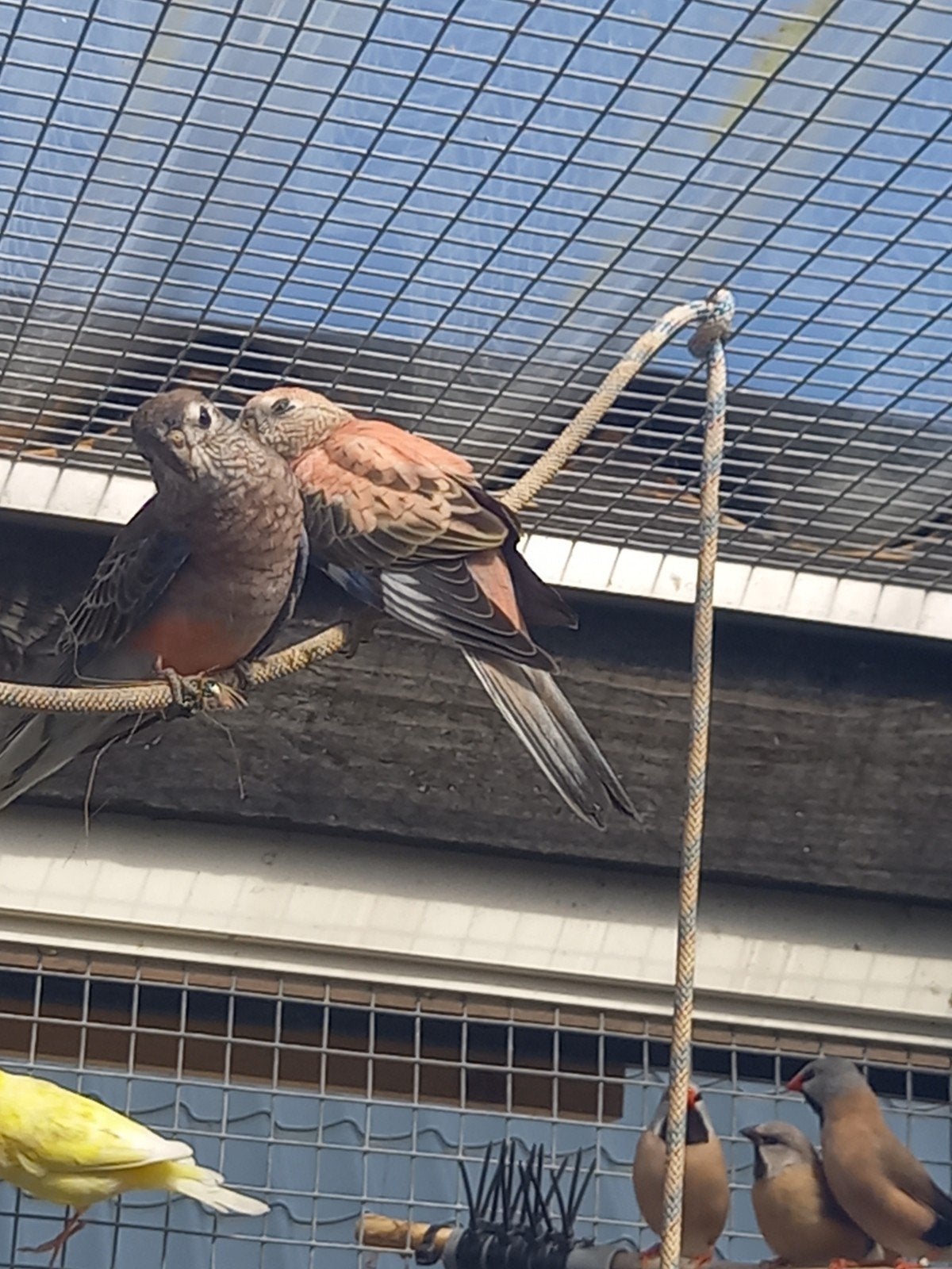 Bourke parkieten, Dieren en Toebehoren, Geslacht onbekend, Parkiet
