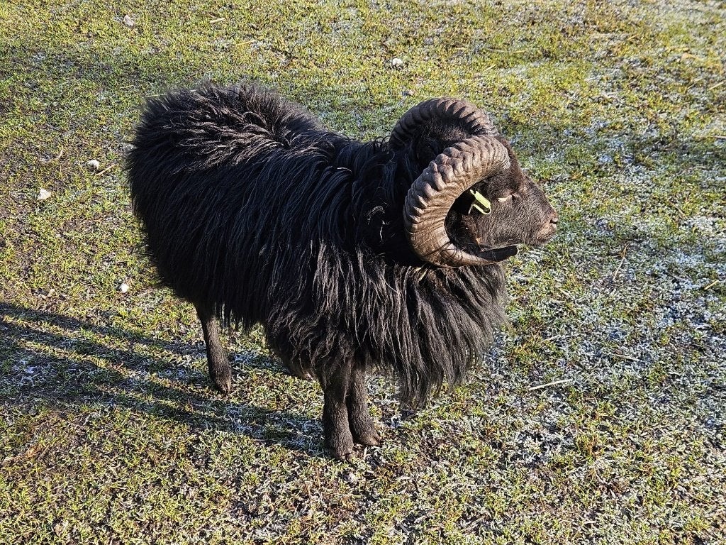Gezocht: Ouessant Ram (Stamboek), Dieren en Toebehoren, Mannelijk, Schaap