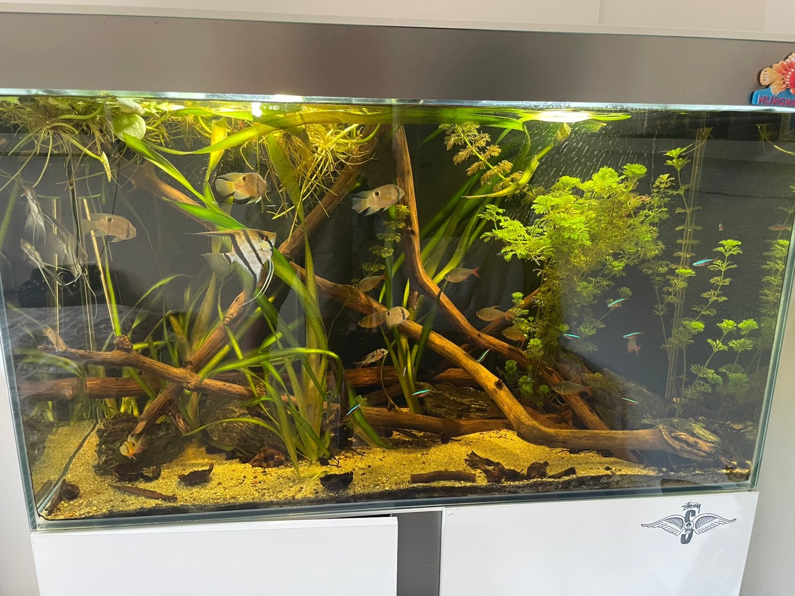 Aquarium hout, Ophalen, Zo goed als nieuw, Plant(en), Steen of Hout