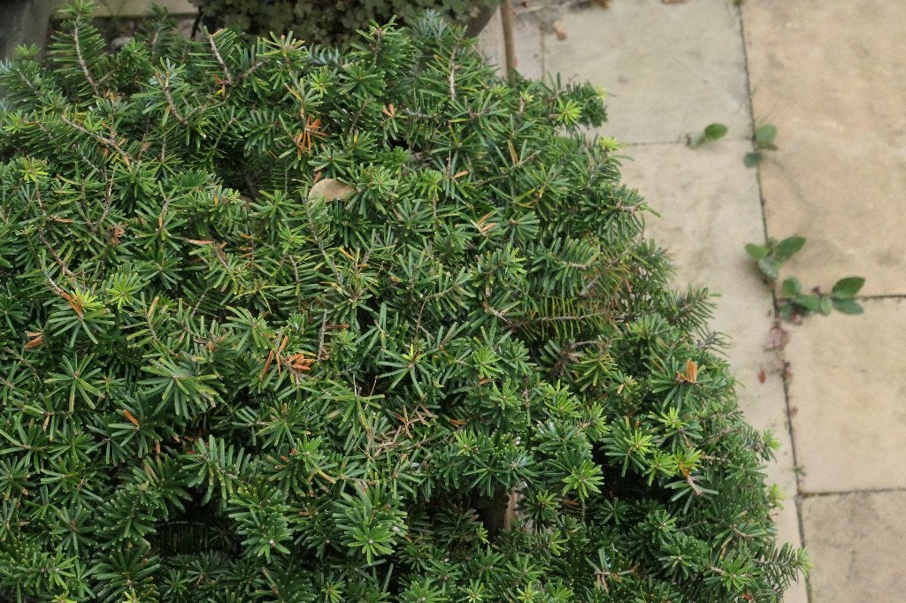 Koreaanse zilverspar bonsai, Bloeit niet, Halfschaduw, Overige soorten, Minder dan 100 cm