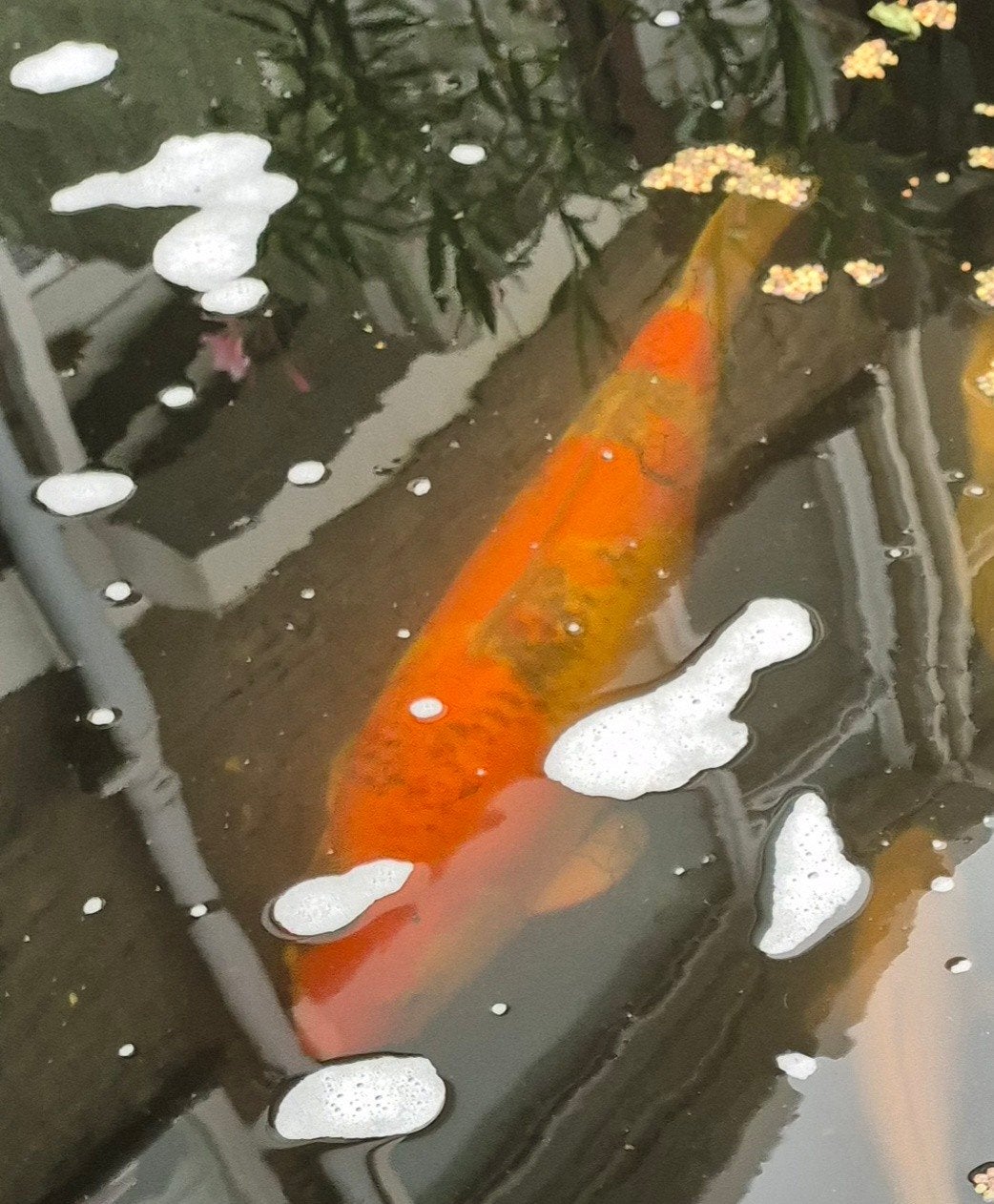 6 koi en 2 sluierstaart goudvissen  , gratis af te halen., Karper of Koi