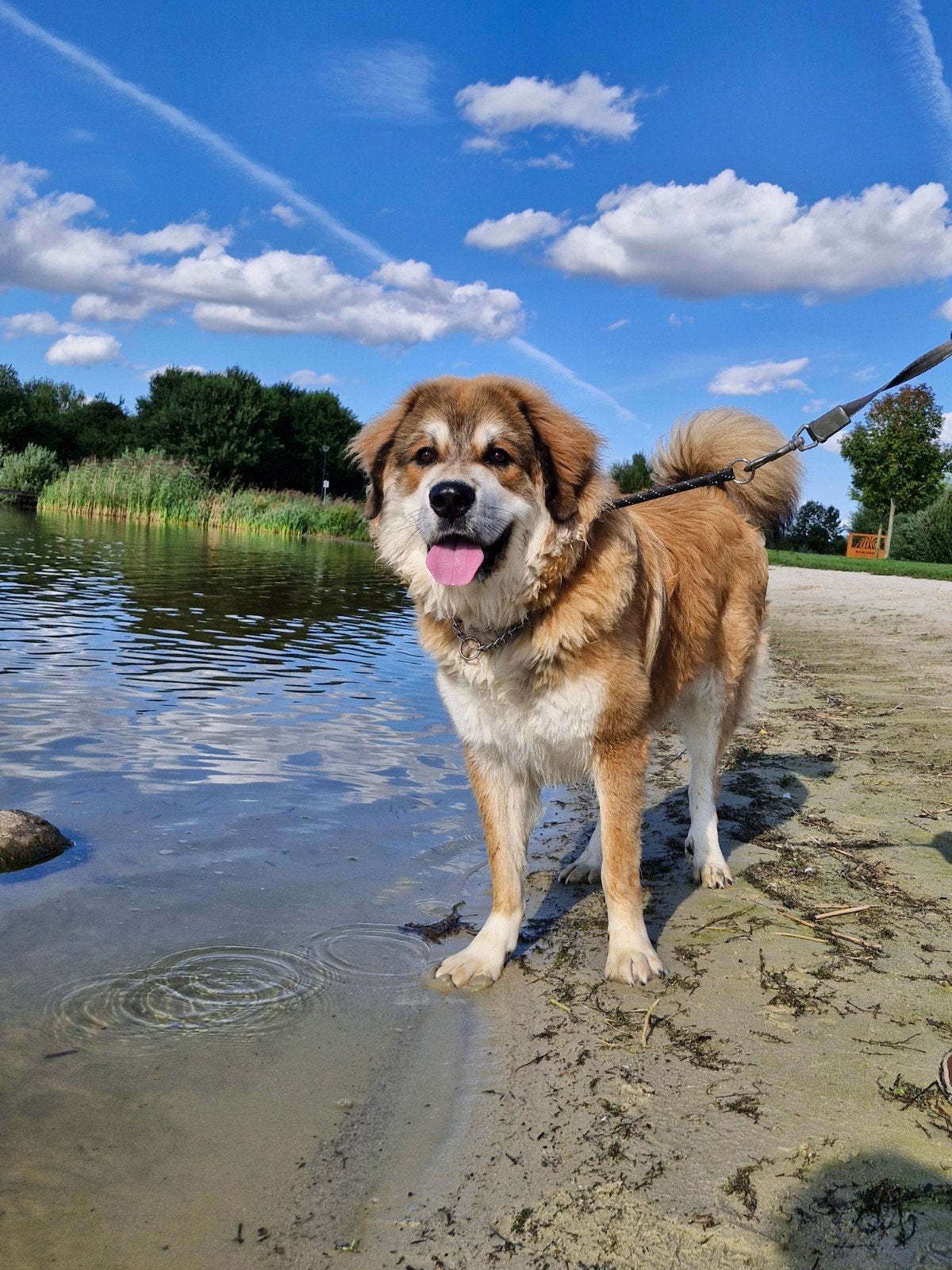 lieve  Kai zoekt zijn eigen personeel, 15 weken tot 1 jaar, Reu, CDV (hondenziekte), Groot