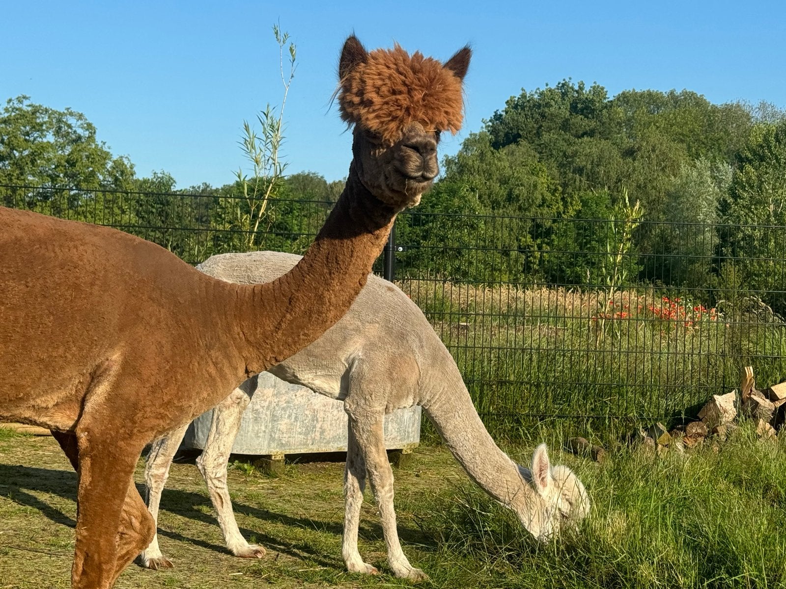 Witte en bruine merrie alpaca 2021, Dieren en Toebehoren, Overige Dieren, April, Vrouwelijk