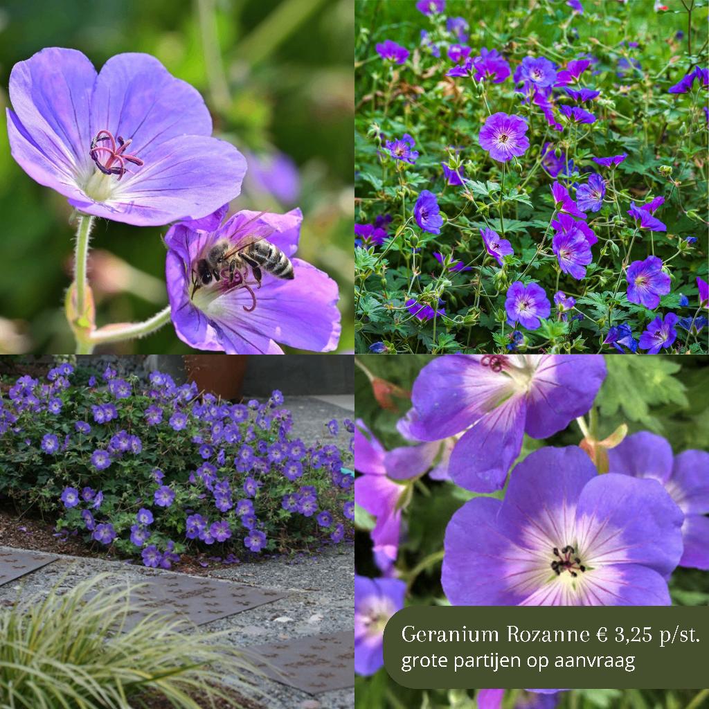 voor al uw planten op bestelling, Tuin en Terras, Planten | Tuinplanten, Ophalen of Verzenden, Overige soorten, Volle zon