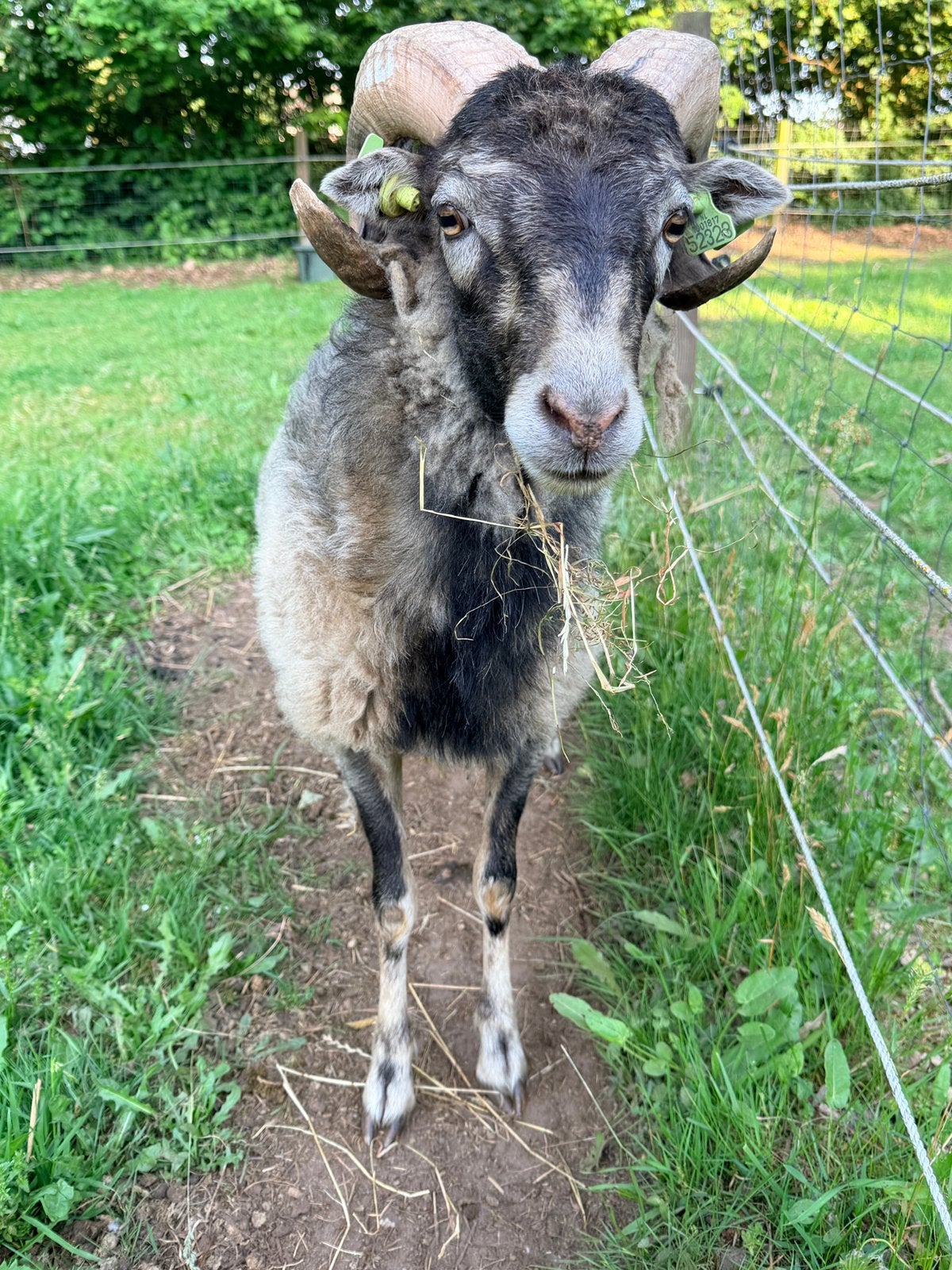 Bonte Skudde ram te koop, Dieren en Toebehoren, Mannelijk, Schaap