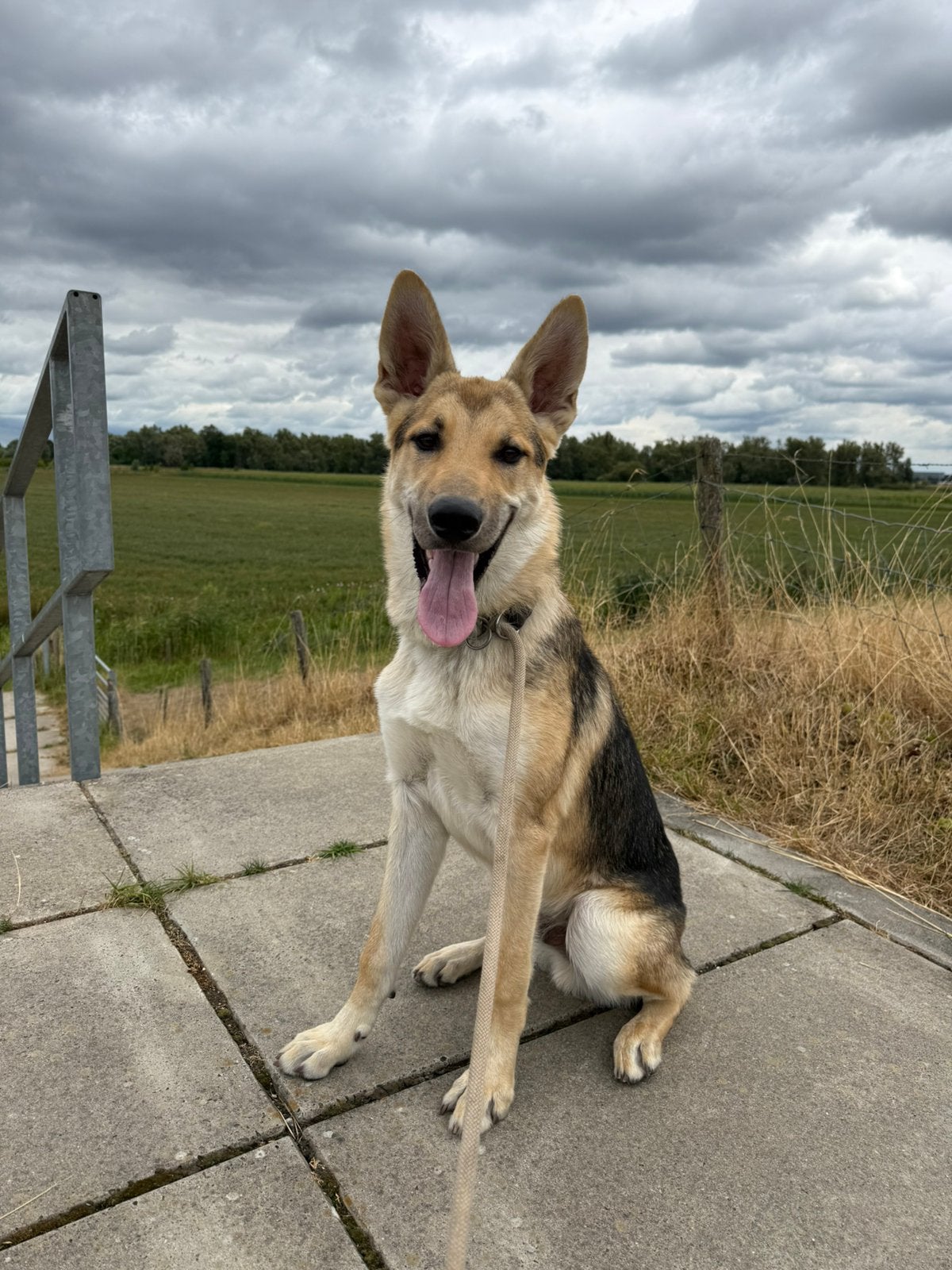 Tsjechoslowaakse wolfhond, Dieren en Toebehoren, 15 weken tot 1 jaar, Reu, Eén hond, Herder