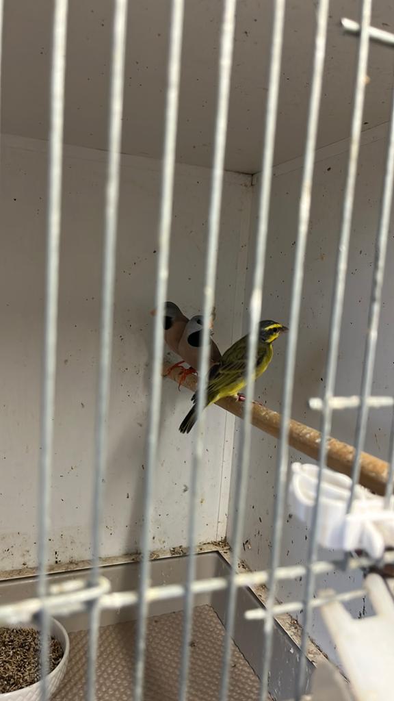 Koppel spitsstaartamadines, Meerdere dieren, Tropenvogel