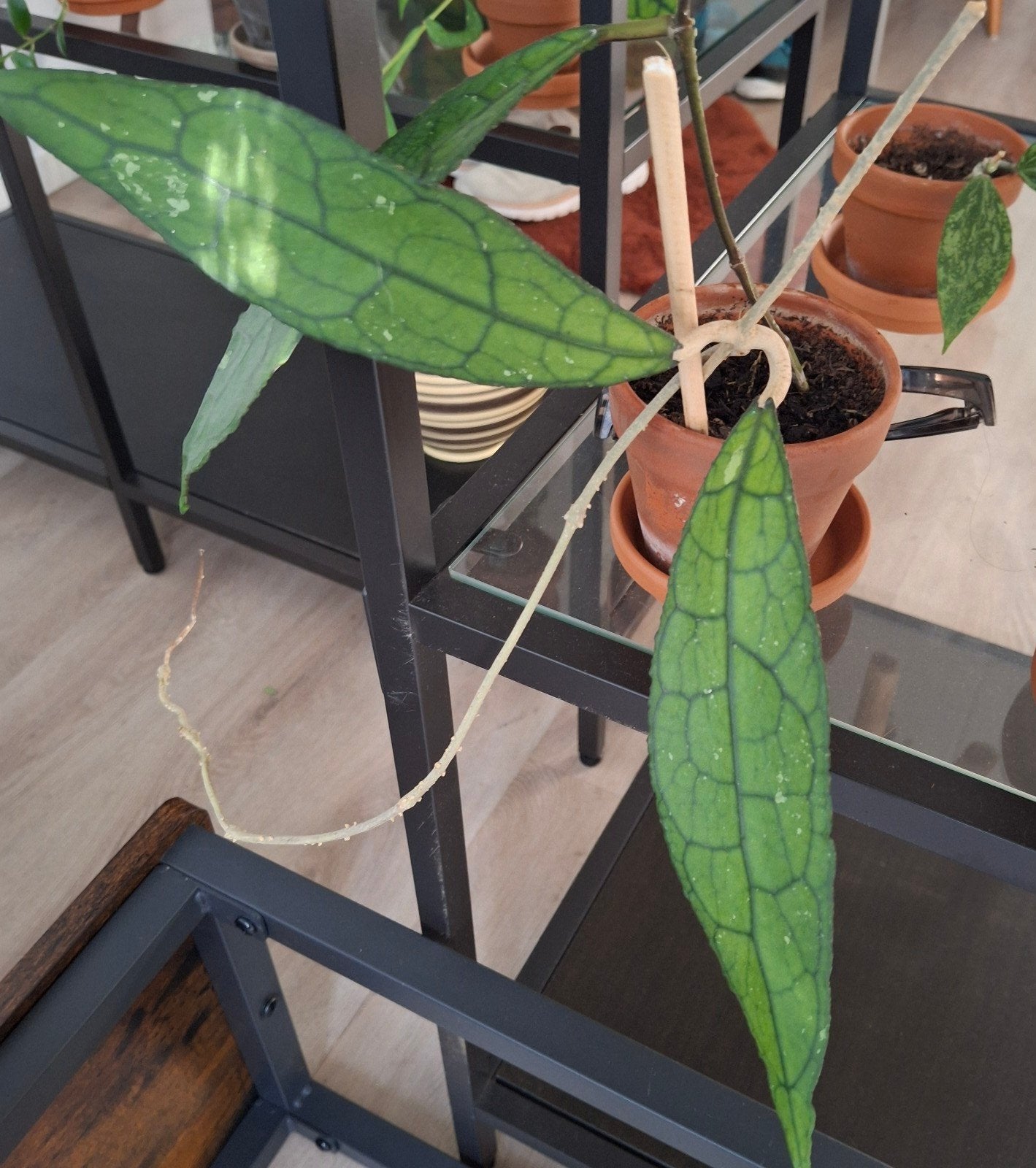 hoya Clemensorium, Overige soorten, In pot, Minder dan 100 cm, Bloeiende kamerplant