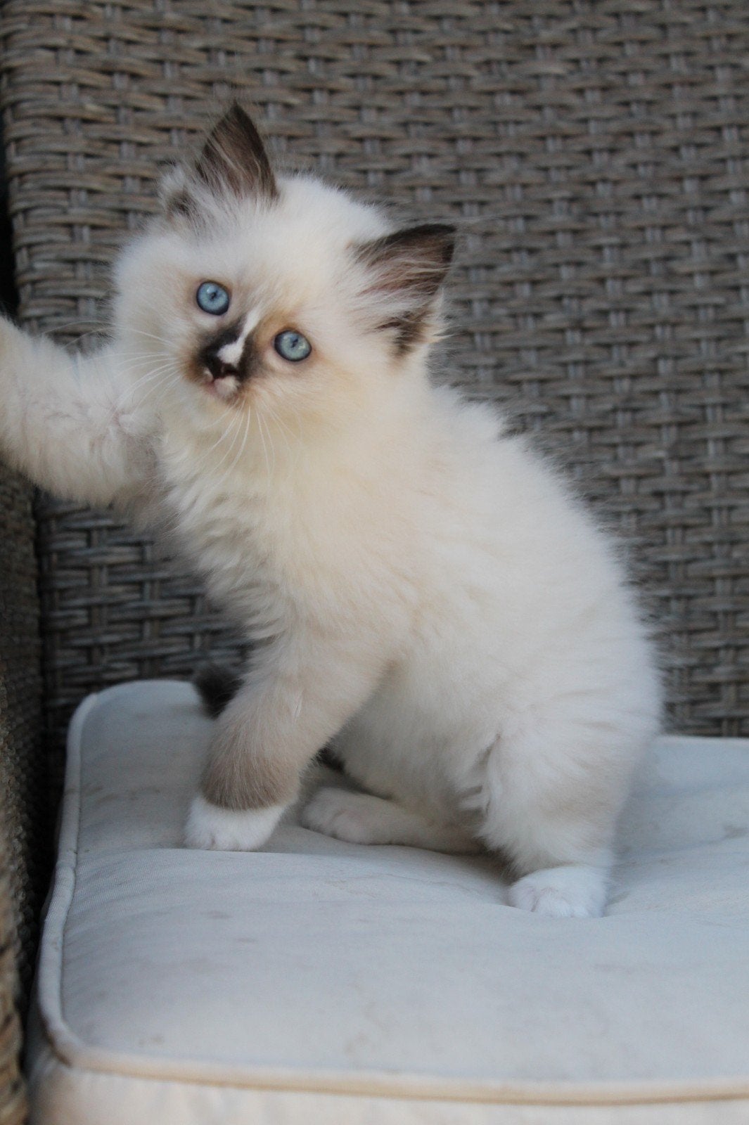 lieve ragdoll katers seal en blue 8 weken, Dieren en Toebehoren, Meerdere dieren, Ontwormd, 0 tot 2 jaar
