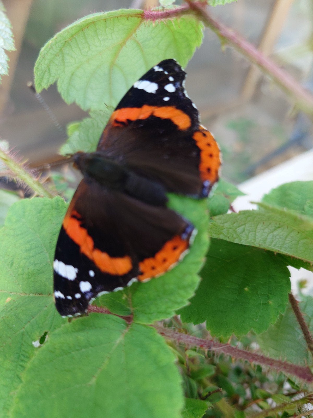 Atalanta vlinderpoppen – Vanessa atalanta, Dieren en Toebehoren, Vlinders of Rupsen