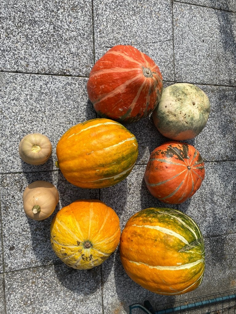 Pompoen, Ophalen, Najaar, Volle zon, Bloembol