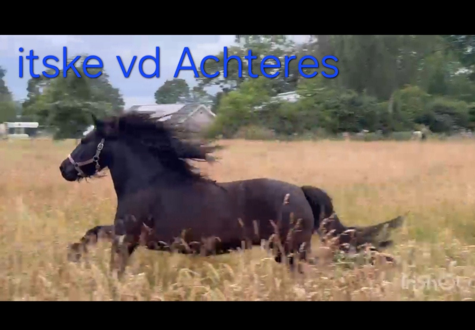 3 jarige Fell pony merrie te koop, Dieren en Toebehoren, Paarden, Merrie, 3 tot 6 jaar