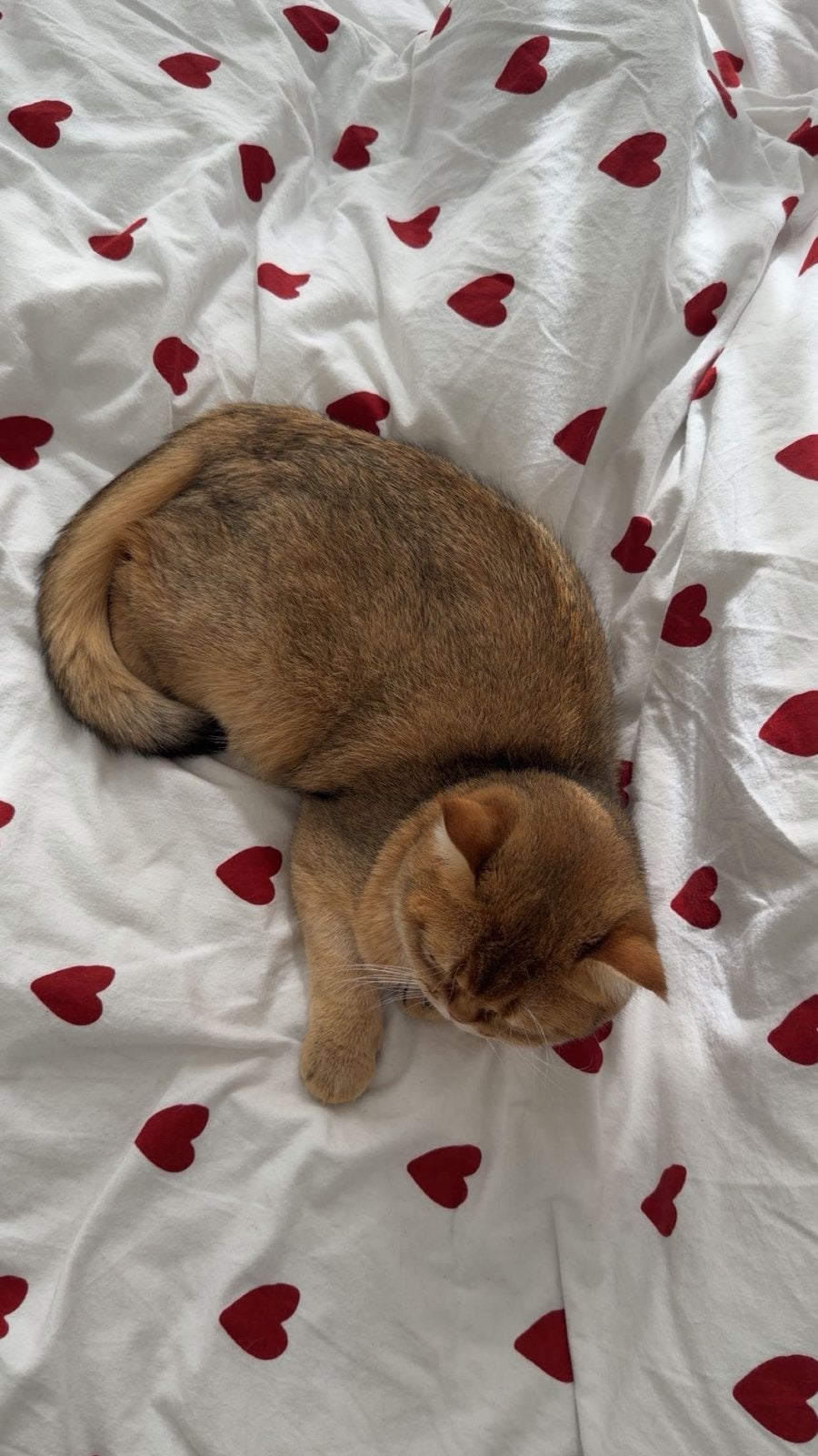 Britse korthaar golden, Dieren en Toebehoren, Kater, Gechipt, 0 tot 2 jaar