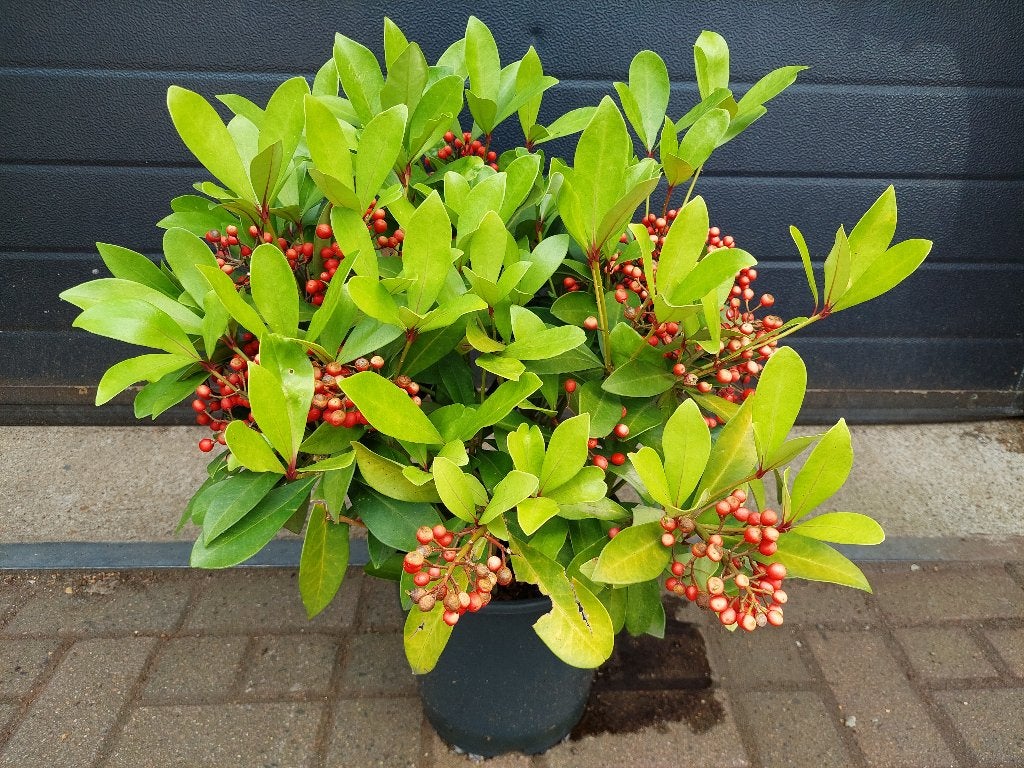 Skimmia Japonica ‘Pabella’ - Wintergroene heester H: 65 cm., Ophalen, Overige soorten, Struik, Minder dan 100 cm