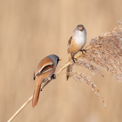 Baardmannetjes, Dieren en Toebehoren, Vogels | Duiven, Meerdere dieren, Overige soorten