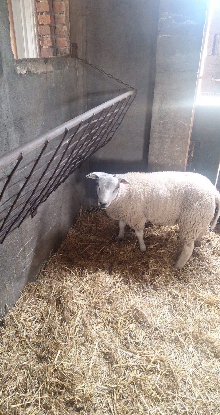 Dekram, Engelse texelaar, Nederlandse texelaar, Dieren en Toebehoren, Mannelijk, Schaap, 0 tot 2 jaar